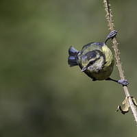 Buy canvas prints of Blue Tit by Val Saxby LRPS