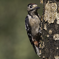 Buy canvas prints of Greater Spotted Woodpecker by Val Saxby LRPS
