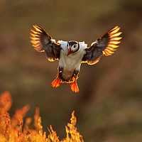 Buy canvas prints of Sunset Puffin by Val Saxby LRPS