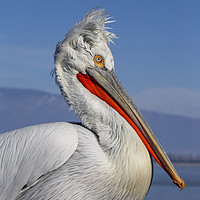 Buy canvas prints of Dalmatian Pelican by Val Saxby LRPS