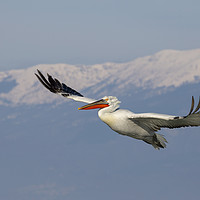 Buy canvas prints of Pelican Flypast by Val Saxby LRPS