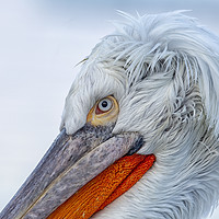 Buy canvas prints of Pelican Closeup by Val Saxby LRPS