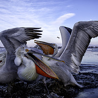 Buy canvas prints of Squabbling Dalmatian Pelicans by Val Saxby LRPS