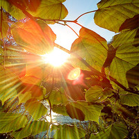 Buy canvas prints of Sun Through Leaves by Elizabeth Wilson-Stephen
