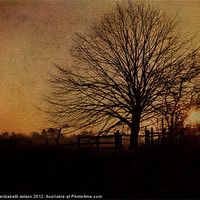 Buy canvas prints of Textured Tree with Sunset by Elizabeth Wilson-Stephen