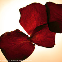 Buy canvas prints of Rose Petals by Elizabeth Wilson-Stephen