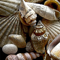 Buy canvas prints of Seashells by Elizabeth Wilson-Stephen