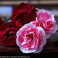 Buy canvas prints of Red and Pink Carnations by Elizabeth Wilson-Stephen