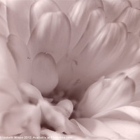 Buy canvas prints of White Chrysanthemum Portrait by Elizabeth Wilson-Stephen