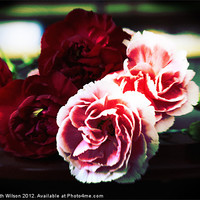Buy canvas prints of Lomo Carnations by Elizabeth Wilson-Stephen
