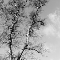 Buy canvas prints of Tree and Sky by Elizabeth Wilson-Stephen