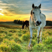 Buy canvas prints of Pony Sunrise by Jennie Franklin