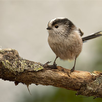 Buy canvas prints of Long Tailed Tit by Jennie Franklin
