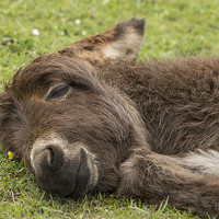 Buy canvas prints of Sleeping Donkey Foal New Forest by Jennie Franklin