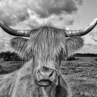 Buy canvas prints of Highland Cow Mono by Jennie Franklin