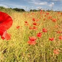 Buy canvas prints of Poppy Field by Jennie Franklin