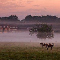 Buy canvas prints of Deer in the Mist by Jennie Franklin