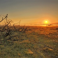 Buy canvas prints of Golden Sunrise New Forest by Jennie Franklin