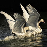 Buy canvas prints of Fighting Cob Swans by Jennie Franklin