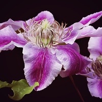 Buy canvas prints of Bright Pink Clematis by Jennie Franklin