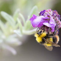 Buy canvas prints of  Bumble Bee on Lavender by Jennie Franklin