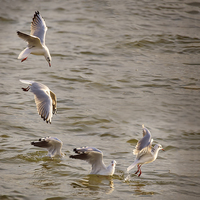 Buy canvas prints of  Black headed Gull Fishing at Dusk by Jennie Franklin