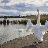 Buy canvas prints of Standing Swan at Poole Park  by Jennie Franklin