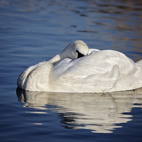 Buy canvas prints of  Peaceful Sleeping Swan by Jennie Franklin