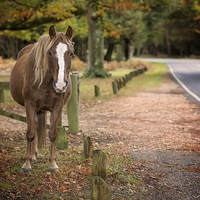 Buy canvas prints of  Autumn New Forest Pony by Jennie Franklin