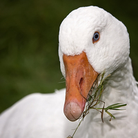 Buy canvas prints of  Portrait of a Goose by Jennie Franklin