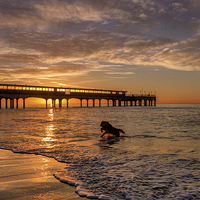 Buy canvas prints of  Early Morning Dip by Jennie Franklin