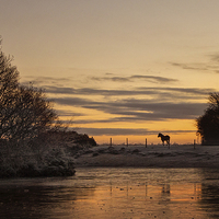 Buy canvas prints of  Lone Horse at Sunrise by Jennie Franklin