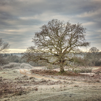 Buy canvas prints of  Winter Scene at Bolderwood New Forest by Jennie Franklin
