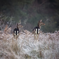 Buy canvas prints of  Fallow Deer on a frosty morning by Jennie Franklin