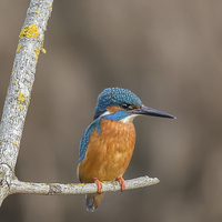 Buy canvas prints of  Kingfisher on perch by Jennie Franklin