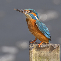 Buy canvas prints of  Kingfisher on a Post by Jennie Franklin