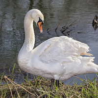 Buy canvas prints of  Swan on the Riverbank by Jennie Franklin