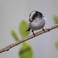 Buy canvas prints of  Long tailed Tit by Jennie Franklin