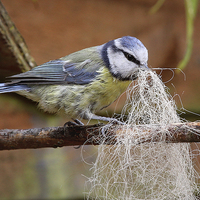 Buy canvas prints of  Blue Tit collecting for her nest by Jennie Franklin