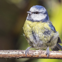 Buy canvas prints of  Ruffled Blue Tit on a perch by Jennie Franklin