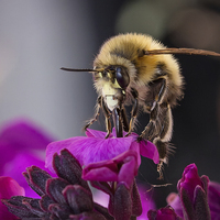 Buy canvas prints of  Beautiful Honey Bee by Jennie Franklin