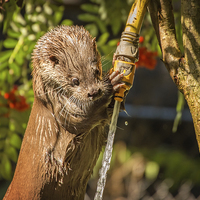 Buy canvas prints of  Otter Watering! by Jennie Franklin