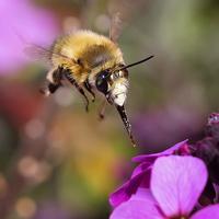 Buy canvas prints of  Bee Diving for Nectar by Jennie Franklin