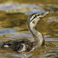 Buy canvas prints of  Duckling catching flies! by Jennie Franklin
