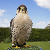 Buy canvas prints of  Lanner Falcon by Jennie Franklin