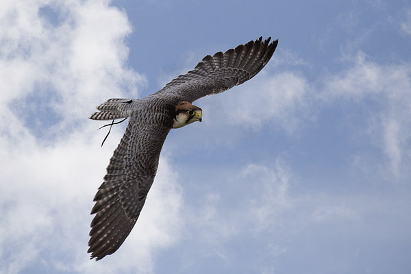  Lanner Falcon in flight Framed Print by Jennie Franklin