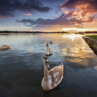 Buy canvas prints of  Swans at Sunrise Poole Park by Jennie Franklin