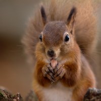 Buy canvas prints of Red Squirrel Portrait by Jennie Franklin