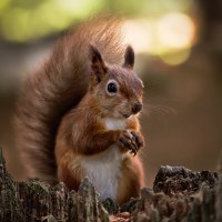 Buy canvas prints of Red Squirrel on Brownsea Island by Jennie Franklin