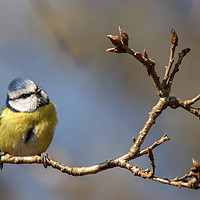 Buy canvas prints of Bluetit lost in thought..... by Jennie Franklin